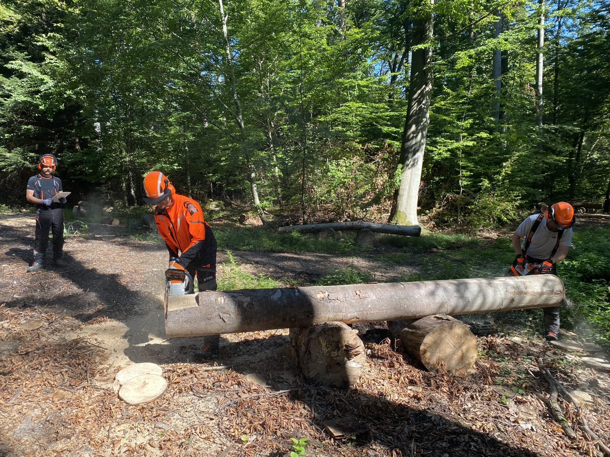 Forestry worker